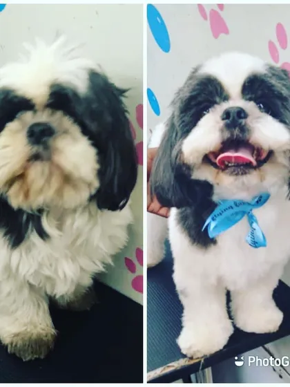 Look at that smile! This Shih Tzu's happy "after" face says it all. We love revealing the cheerful pup beneath a grown-out coat.