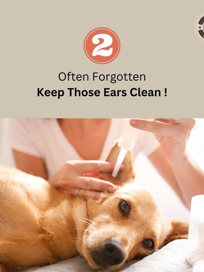 Don't forget the ears! Regular and gentle ear cleaning is an important part of your dog's hygiene routine to prevent infections and discomfort.