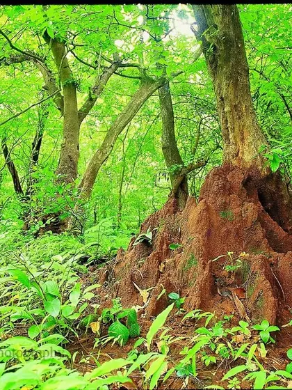 The same termite mound, now surrounded by the lush green of the monsoon. The contrast shows the dramatic rebirth that water brings to the Indian forest.