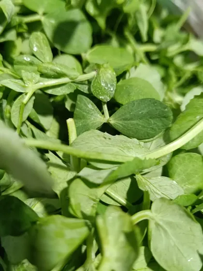 Fresh pea shoots, the tender young leaves of the pea plant. They are sweet and crisp, perfect for a quick stir-fry or added to soups.