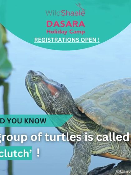 A fun fact from the Wild Shaale camp: "Did you know a group of turtles is called a 'clutch'?" We love hosting events that are both fun and educational.