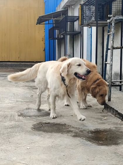 Two Golden Retrievers exploring the yard. It's all about giving them the space to be free and safe.