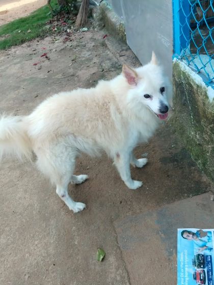 A full shot of the male Pomeranian, showing his fluffy coat growing back. He is looking for a family in Bangalore.