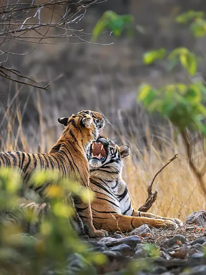 A priceless moment between a mother and her cub. These interactions are fleeting, and being ready to capture them is part of the fieldcraft we practice on my wildlife photography workshops.