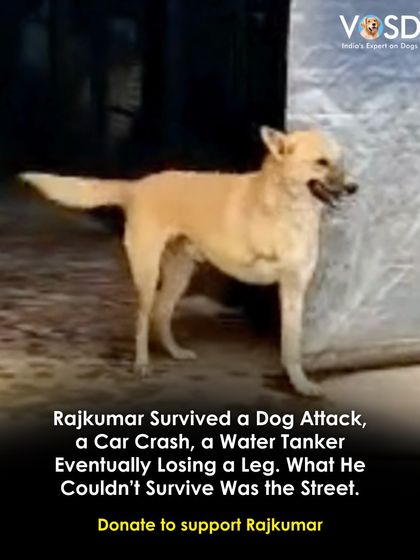 Rajkumar survived a dog attack, a car crash, and being run over by a water tanker, which cost him a leg. The one thing he couldn't survive was the street. He is now safe with us for life.
