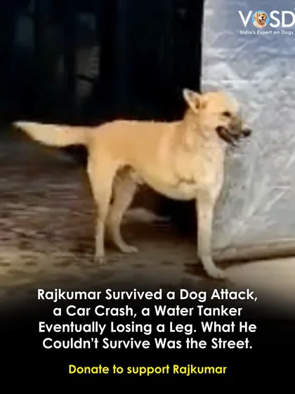 Rajkumar survived a dog attack, a car crash, and a water tanker, eventually losing a leg. What he couldn't survive was the street. He now has a permanent home with us.