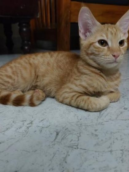 A handsome 7-month-old ginger male kitten, brother to the tortoiseshell, relaxing on the floor. He is also fully vetted and ready for a home.
