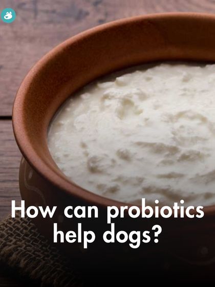 The Pack - Pet Parent Education & Workshops The Healthy Bowl: Canine Nutrition & Recipes photo 28