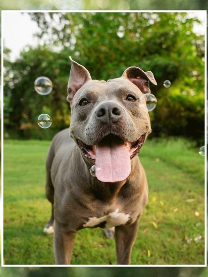 A happy Pitbull named Millie surrounded by bubbles during her family's engagement shoot at their summer home in Alibaug. This could be anywhere in the world!