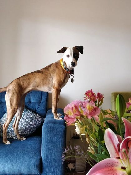 Aditi - In-Home Pet Sitting Meet the Whole Gang photo 26