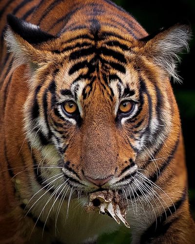 Fine Art Wildlife Prints