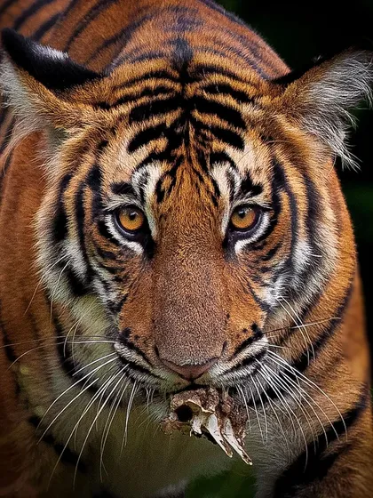 An unflinching, close-up portrait of a tiger with the remains of its meal. This image is raw, powerful, and speaks to the reality of the food chain. It's a high-impact shot for conservation campaigns or publications that want to show the unfiltered wild.