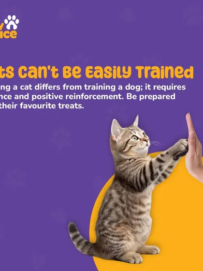 Many people think cats are untrainable, but we're here to prove that wrong. With patience and the right positive reinforcement techniques, we can teach your cat new behaviors and strengthen your bond, as shown by this cat giving a high-five.