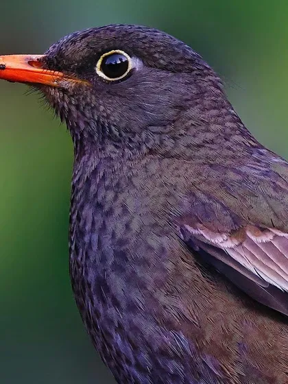 A close-up of a female Gray-winged Blackbird. This image reveals the subtle, earthy tones of her plumage and the intricate texture of the feathers, with a piece of food visible on her orange beak.