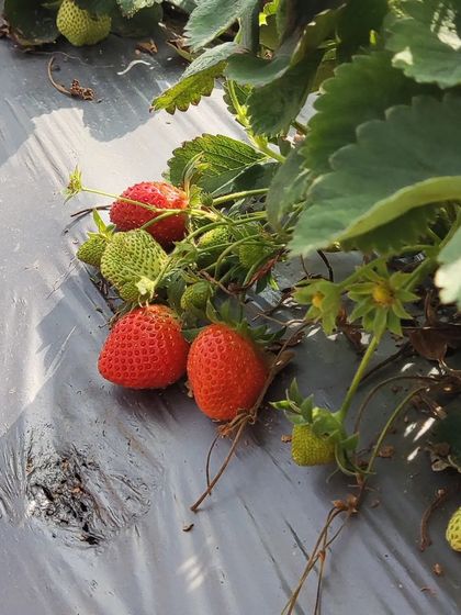 Earthlings Early Years - Kids' Classes & Holiday Camps Nature is Our Playground photo 8