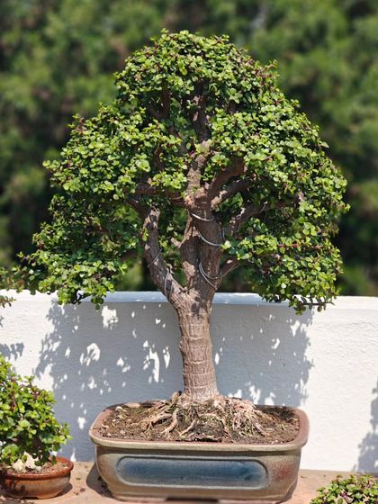 A large Jade bonsai, or Portulacaria afra, basking in the winter sunlight on my terrace. The light brings out the deep green of its leaves and the texture of its trunk.