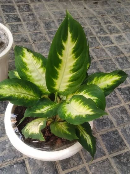 A top-down view of a healthy Dieffenbachia plant, showing its beautiful leaf variegation.