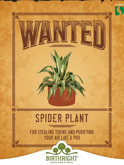 The Spider Plant is a champion air purifier. It's wanted for its ability to effectively remove common household toxins, making the air you breathe cleaner and healthier.