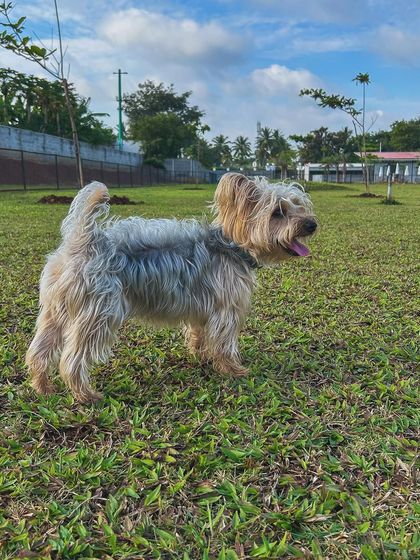 The Pawsome Camp - Dog Daycare & Boarding Our Pack: Portraits from the Camp photo 17