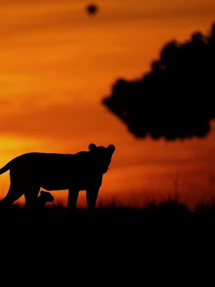 Wild Encounters: Action & Behavior photo 31