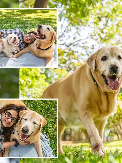 Pawparazzi By Prathima - Pet Milestone Photography Senior Tributes & Golden Years photo 40