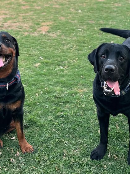 A handsome Rottweiler and a happy Labrador, two best friends enjoying the sun. I love seeing these friendships form.