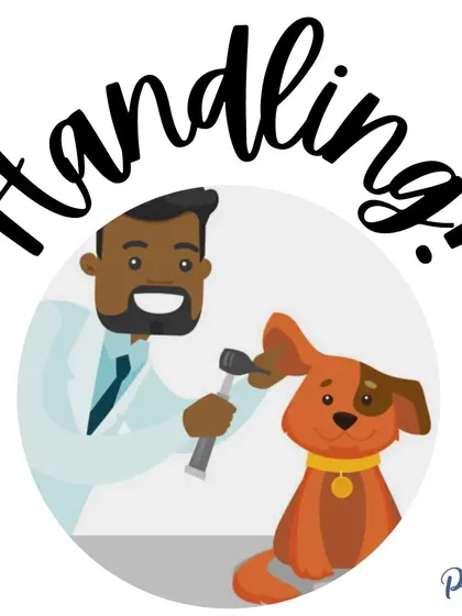 Proper handling is a key part of socialization. We'll practice touching their paws, ears, and mouth gently, which prepares them for vet exams and grooming.