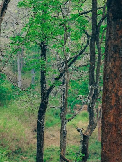 Puneeth - Cinematography for Film & Digital Media Wildlife & The Western Ghats photo 15