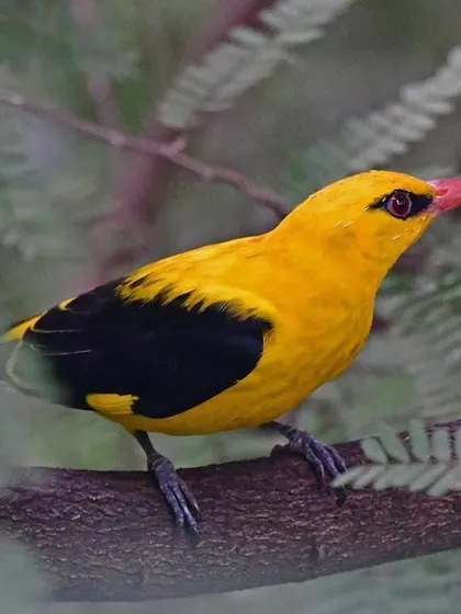 The Golden Oriole, a flash of brilliant yellow and black, perches in the tamarind foliage outside my Mumbai home. Its presence is a constant reminder that nature's drama happens everywhere.