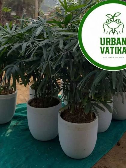 A row of Rhapis Palms in simple white pots, perfect for creating a green screen or dividing a space.