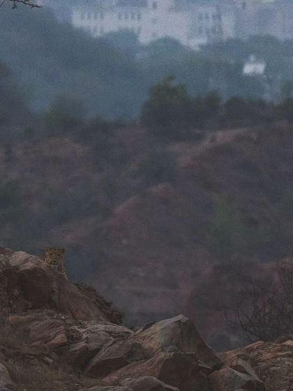 This image captures a leopard against the backdrop of the city skyline, highlighting the shrinking distance between their world and ours.