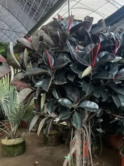 A large, mature Ficus elastica, or Rubber Plant, with dark, glossy leaves and a robust, woody structure. This is a low-maintenance specimen plant that adds a touch of tropical elegance to indoor or covered outdoor spaces.