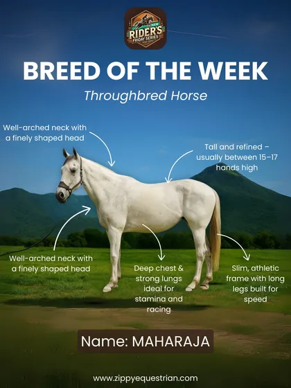 Breed of the Week: Meet Maharaja, our stunning Thoroughbred. Known for their incredible speed and athleticism, Thoroughbreds are true champions, and Maharaja embodies that spirit and elegance.