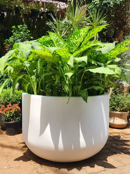 This is the same huge planter design, shown here in a clean, crisp white. These large FRP planters are sturdy, beautiful, and versatile enough for any large-scale planting project in offices, hotels, or homes.