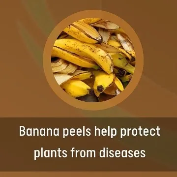 Don't throw away your banana peels. They are rich in potassium and phosphorus, which help nourish the soil and can protect plants from diseases. Simply chop them up and bury them in the soil or create a "banana peel tea" to spray on your plants.