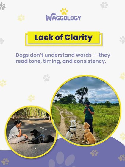 This image highlights that a lack of clarity is a common reason dogs don't listen. They read our tone, timing, and consistency far more than our words. The photos show me working with dogs in different environments, focusing on clear communication.