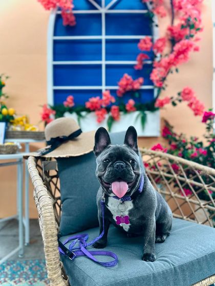 Tulsa Dog Trainer - Immersive Board & Train Programs Board & Train Graduates photo 60