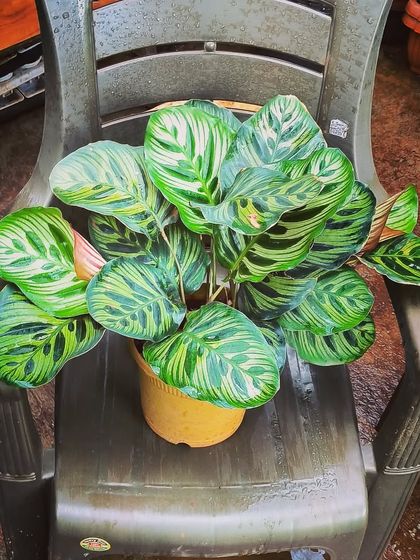 Rare & Collector's Plants photo 44