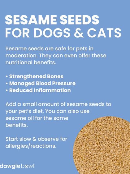Sesame seeds are safe in small amounts and can offer great benefits, like strengthened bones and reduced inflammation. You can add a small amount to their diet or use sesame oil.