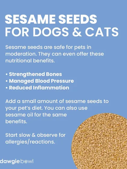 Sesame seeds are safe in small amounts and can offer great benefits, like strengthened bones and reduced inflammation. You can add a small amount to their diet or use sesame oil.