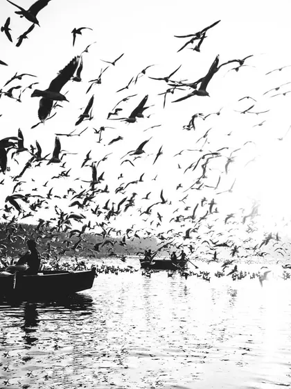 a chaotic flock of birds over the water. this black and white shot shows how you can find structure and beauty even in a busy scene, much like designing a complex but clean user interface.