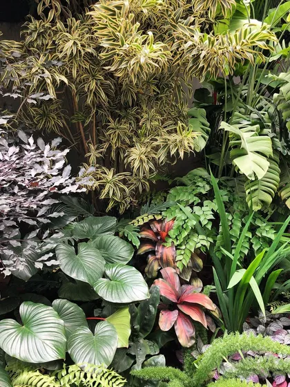 A closer look at how we paint with plants. We mix diverse leaf shapes, colors, and textures, like the broad Homalomena, variegated Song of India, and deep red Cordyline. This ecological approach creates a resilient indoor garden that is more than just a collection of plants; it's a living system.