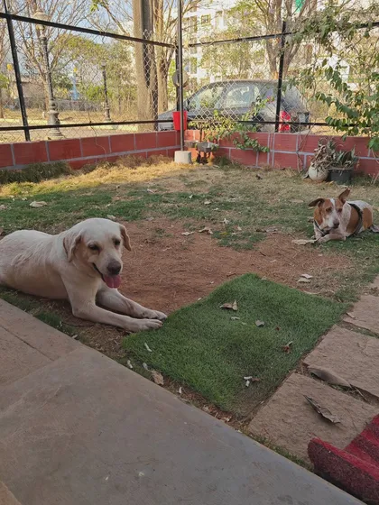 Our secure, gated yard is where the dogs can run, play, and just be dogs. This free-roaming space is essential for their physical exercise and mental well-being during their stay.