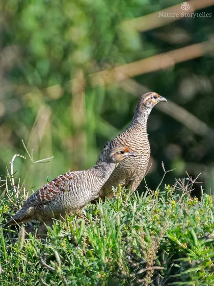 A pair of Grey Francolins exploring a grassy patch. Though common, these birds are very elusive, and getting a clear shot of a pair together is always a win.
