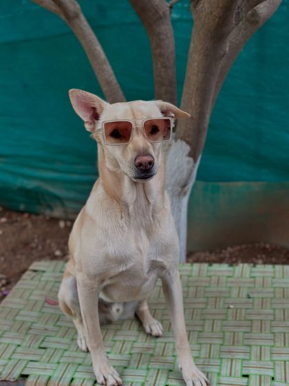 Therpup - Pet-Friendly Cafe & Restaurant Meet Our Resident Crew photo 4