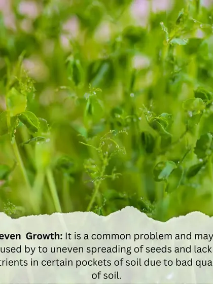 Uneven growth in microgreens is a common problem. It can be caused by uneven seed spreading or a lack of nutrients in the soil. Using a quality soil mix is key.