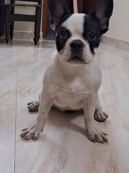 PL Paws - Animal Rescue & Rehabilitation How Your Donations Help: Our Medical Cases photo 48