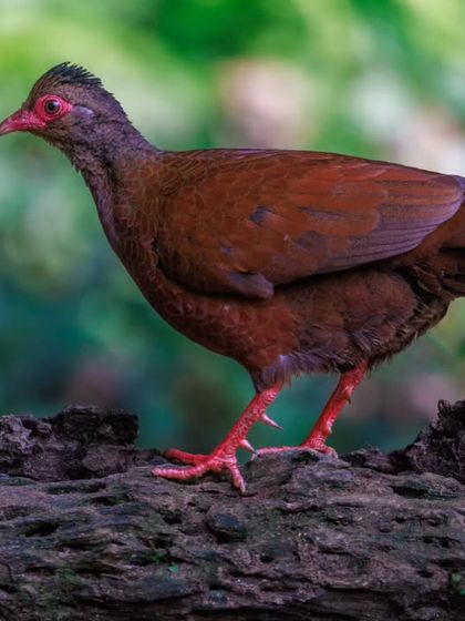 The Red Spurfowl, a member of the pheasant family endemic to India. The male has spurs on its legs, which gives the species its name.