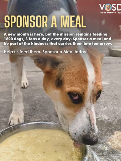 This is Dora, a survivor of cruelty, relishing her food. For dogs who have known starvation, a full bowl is more than just a meal; it's a promise of safety and care.