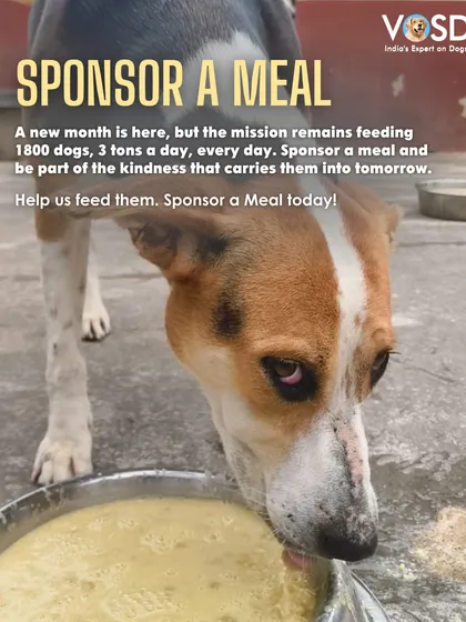 Dora survived unimaginable cruelty. Now, she enjoys her meals in peace. A new month is here, but our mission remains the same: feeding 1,800 dogs, every single day.